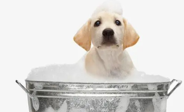 教一些新手如何给狗狗洗澡-训狗教程