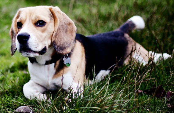 狗狗春季疾病高发期——肠胃炎的治疗和护理-训狗教程