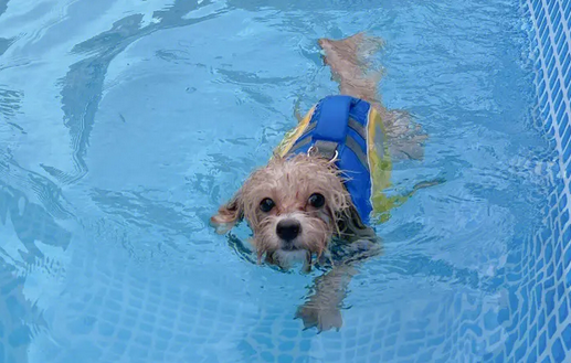 夏天我们如何训练狗狗游泳？-训狗教程